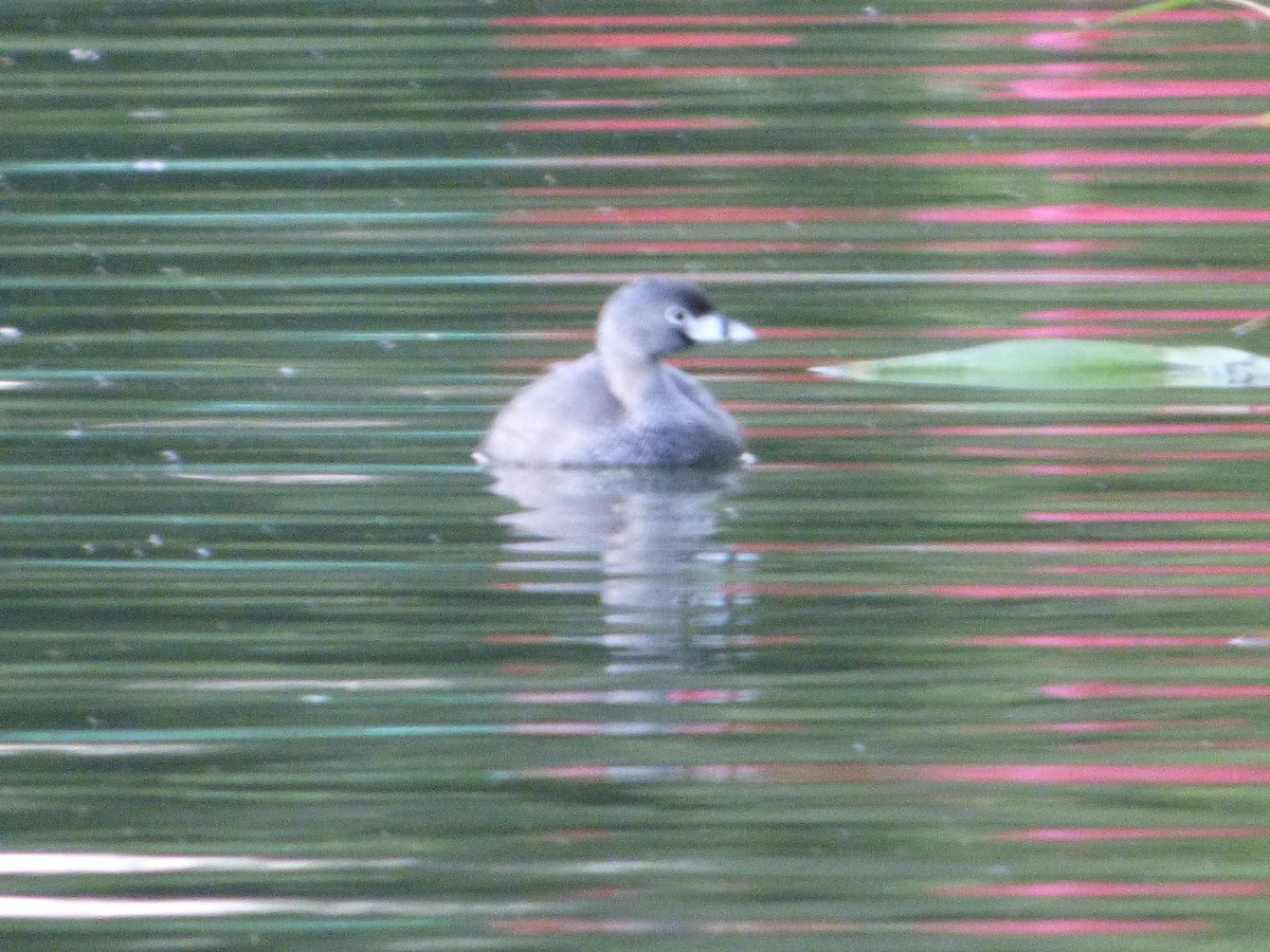 Pied-billed Grebe - Abel Atehortua