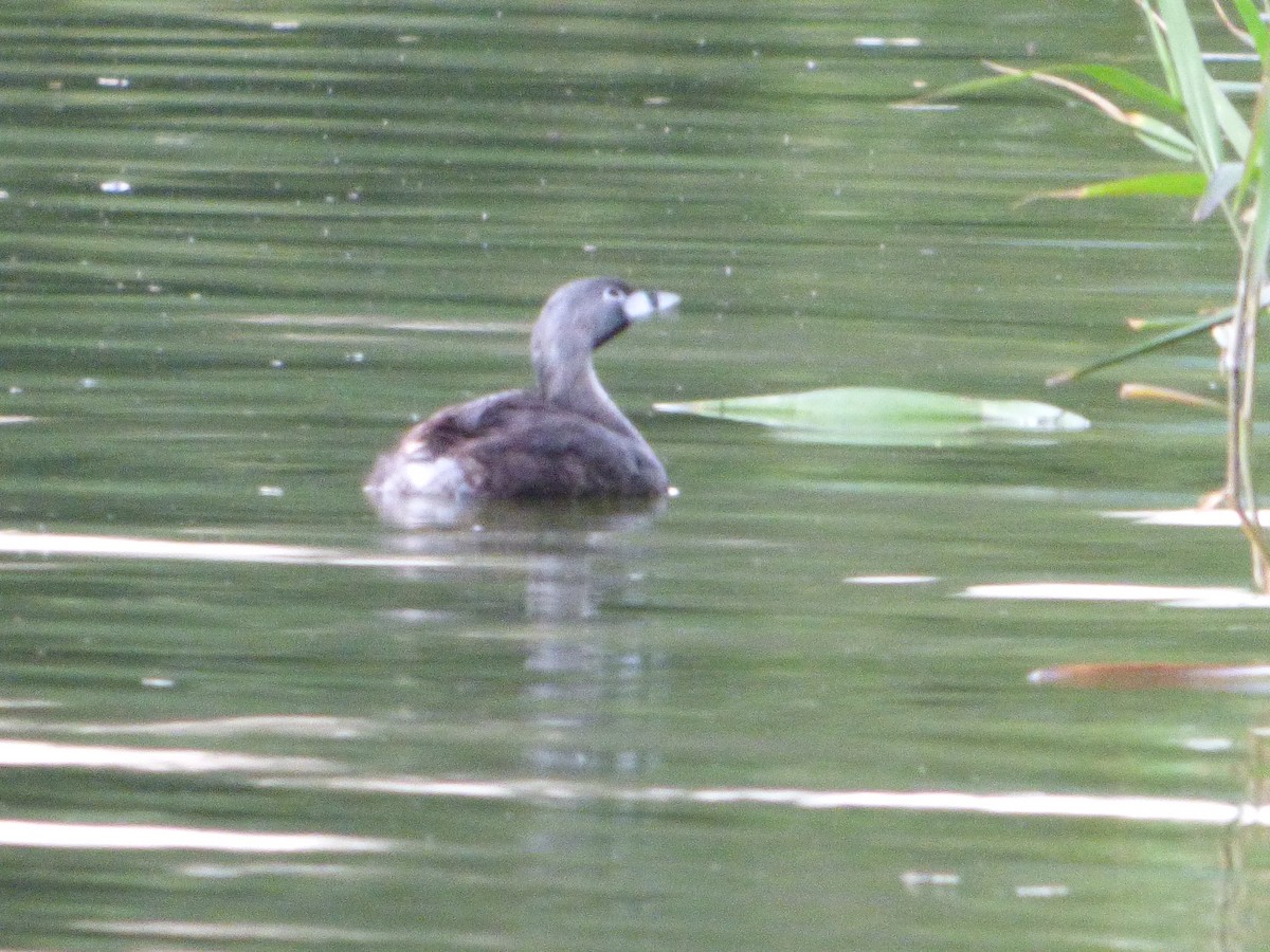 Pied-billed Grebe - Abel Atehortua