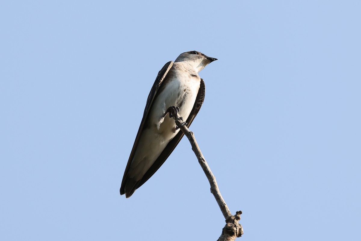 Brown-chested Martin - Hubert Stelmach