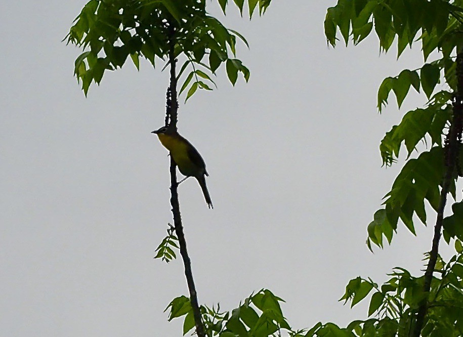 Yellow-breasted Chat - Susan Kirk