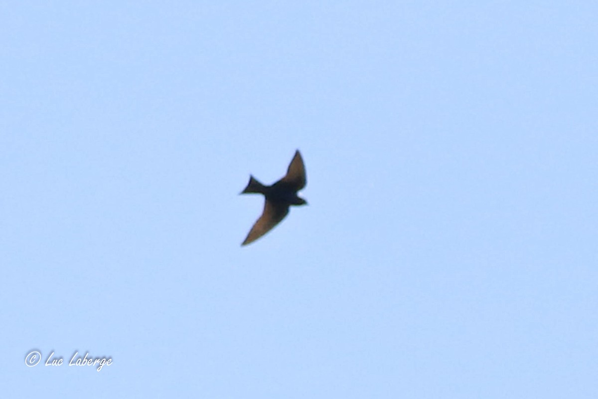 Purple Martin - Luc Laberge