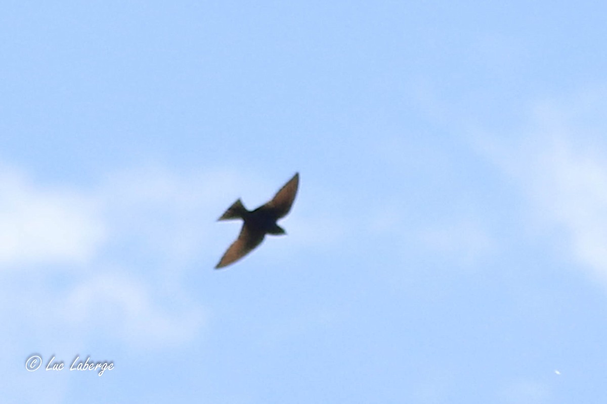 Purple Martin - Luc Laberge