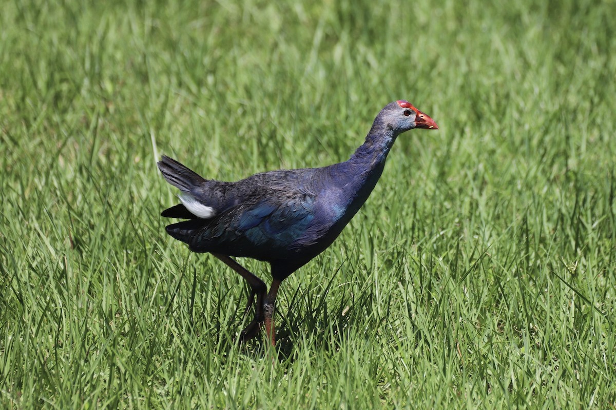 Gray-headed Swamphen - Jacob Riggs