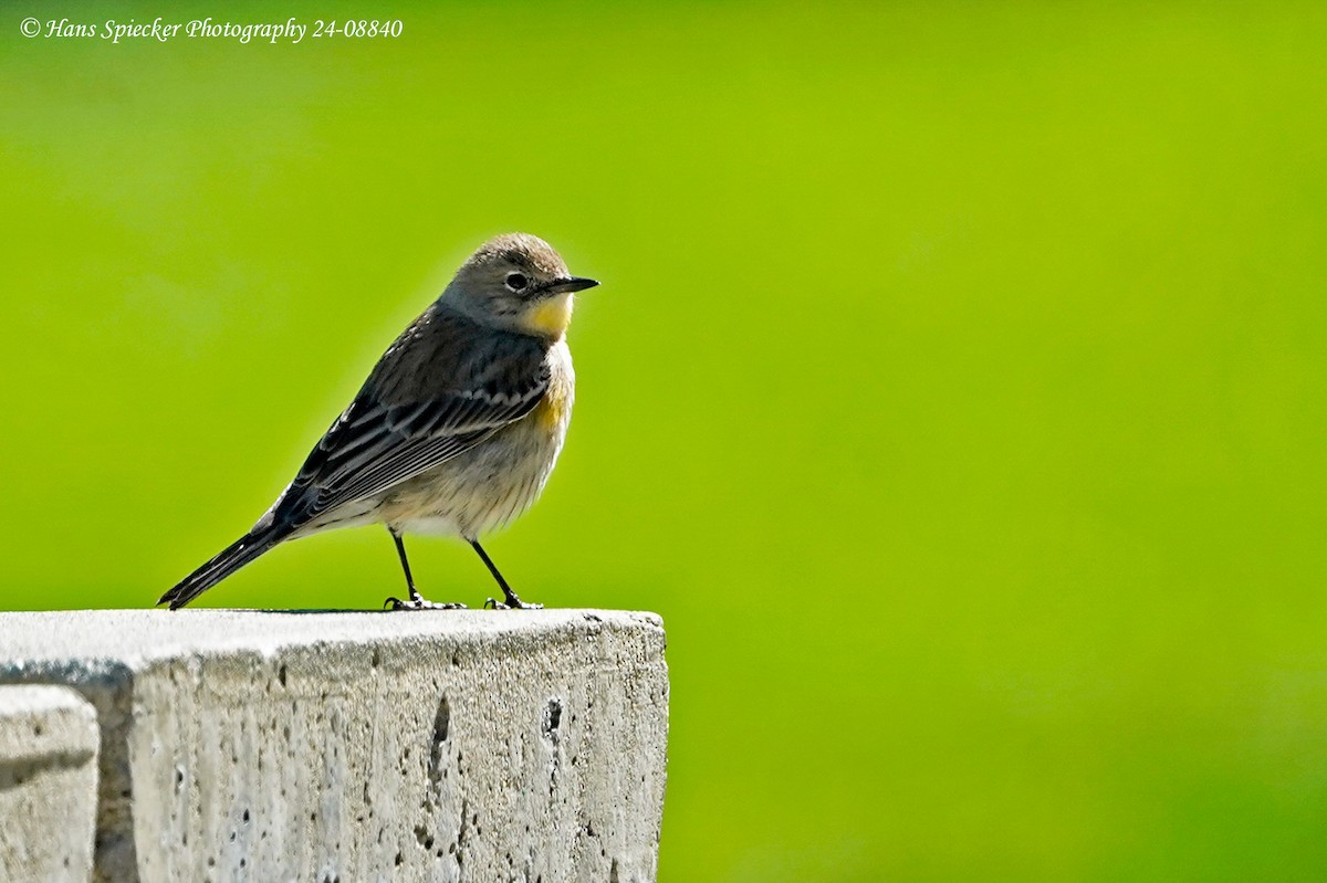 Yellow-rumped Warbler (Audubon's) - ML619496771