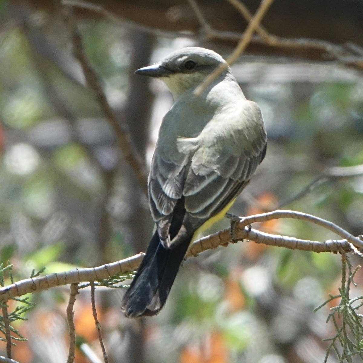 Western Kingbird - Carolyn Ohl, cc