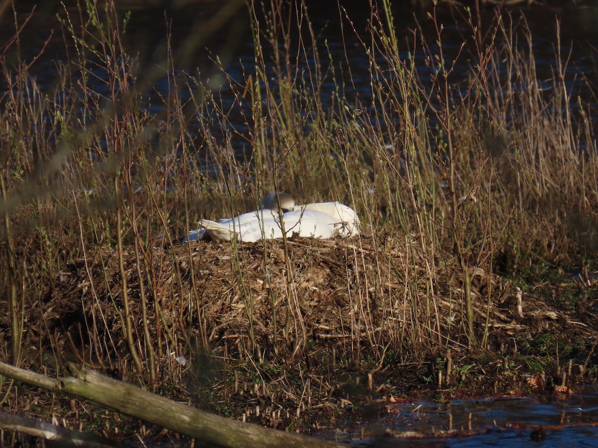 Cygne tuberculé - ML619496792