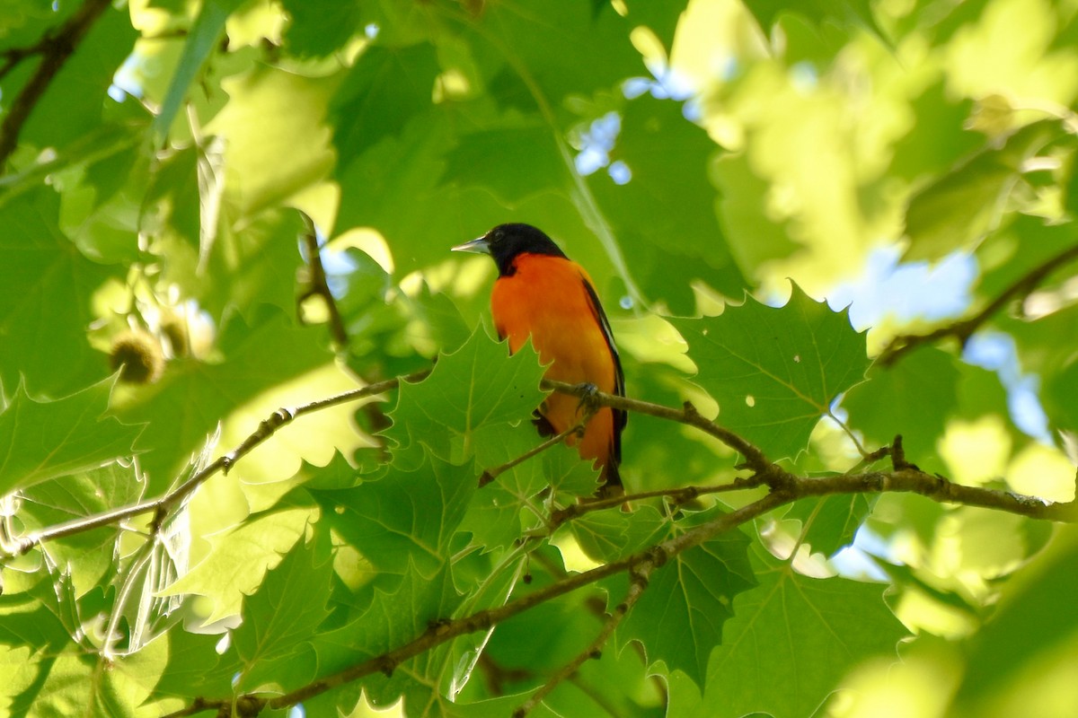 Baltimore Oriole - Amanda Davis