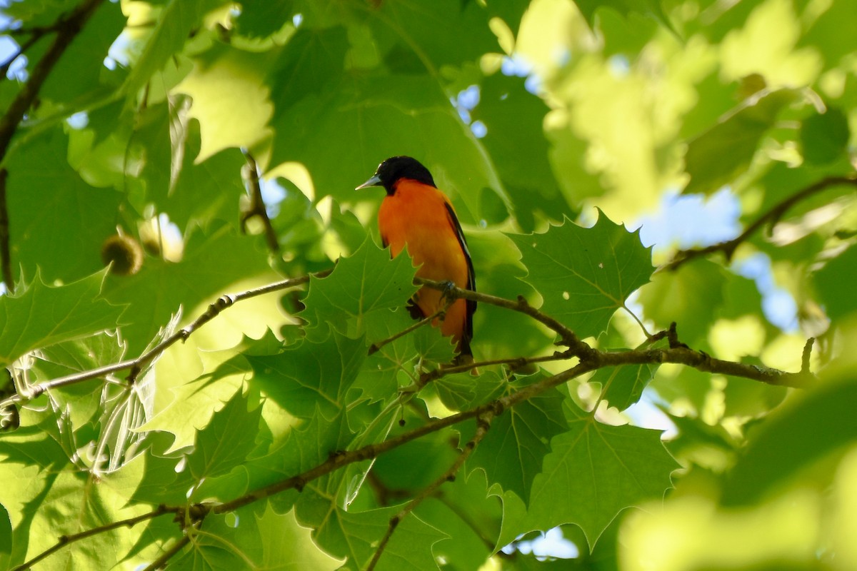 Baltimore Oriole - Amanda Davis