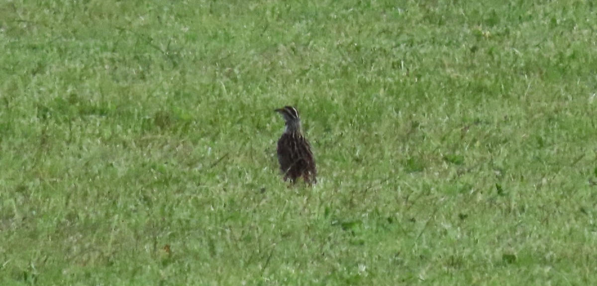 Eastern Meadowlark (Eastern) - ML619496798