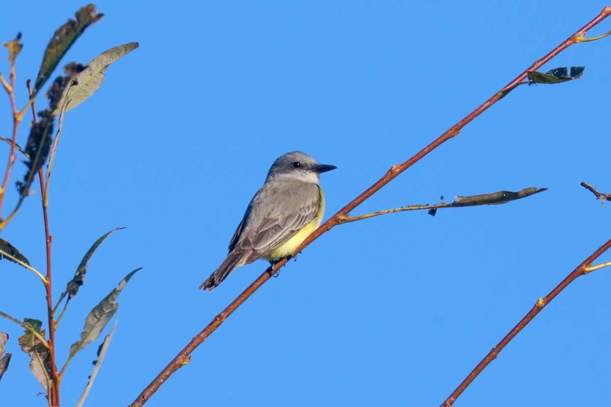 Tropical Kingbird - Joey McCracken