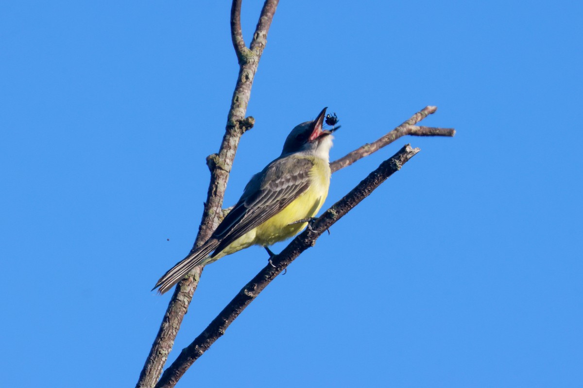 Tropical Kingbird - Joey McCracken