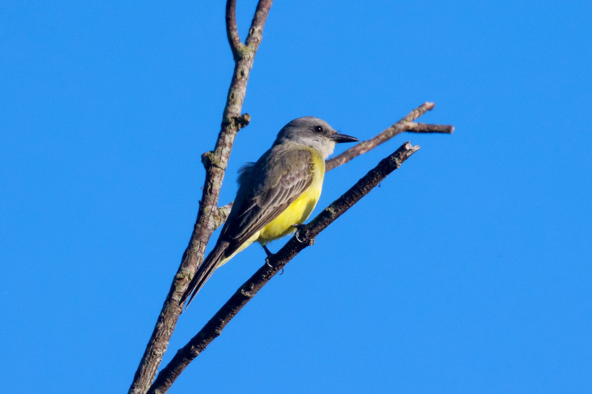 Tropical Kingbird - Joey McCracken