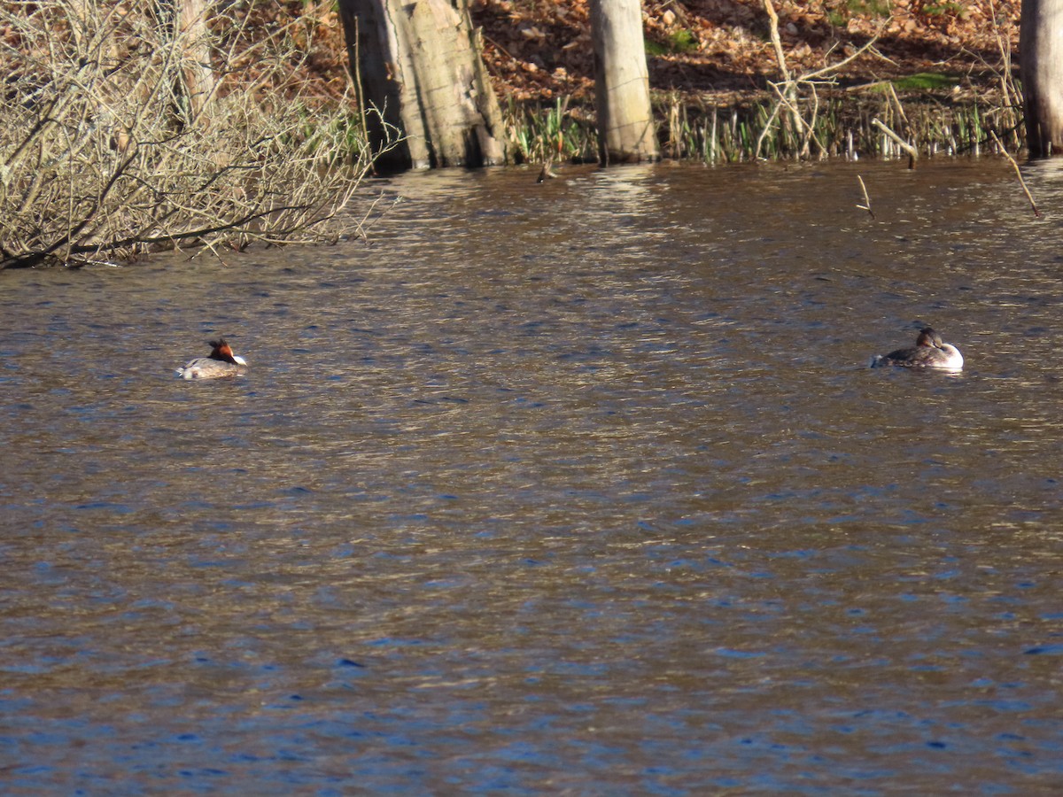 Great Crested Grebe - ML619496808