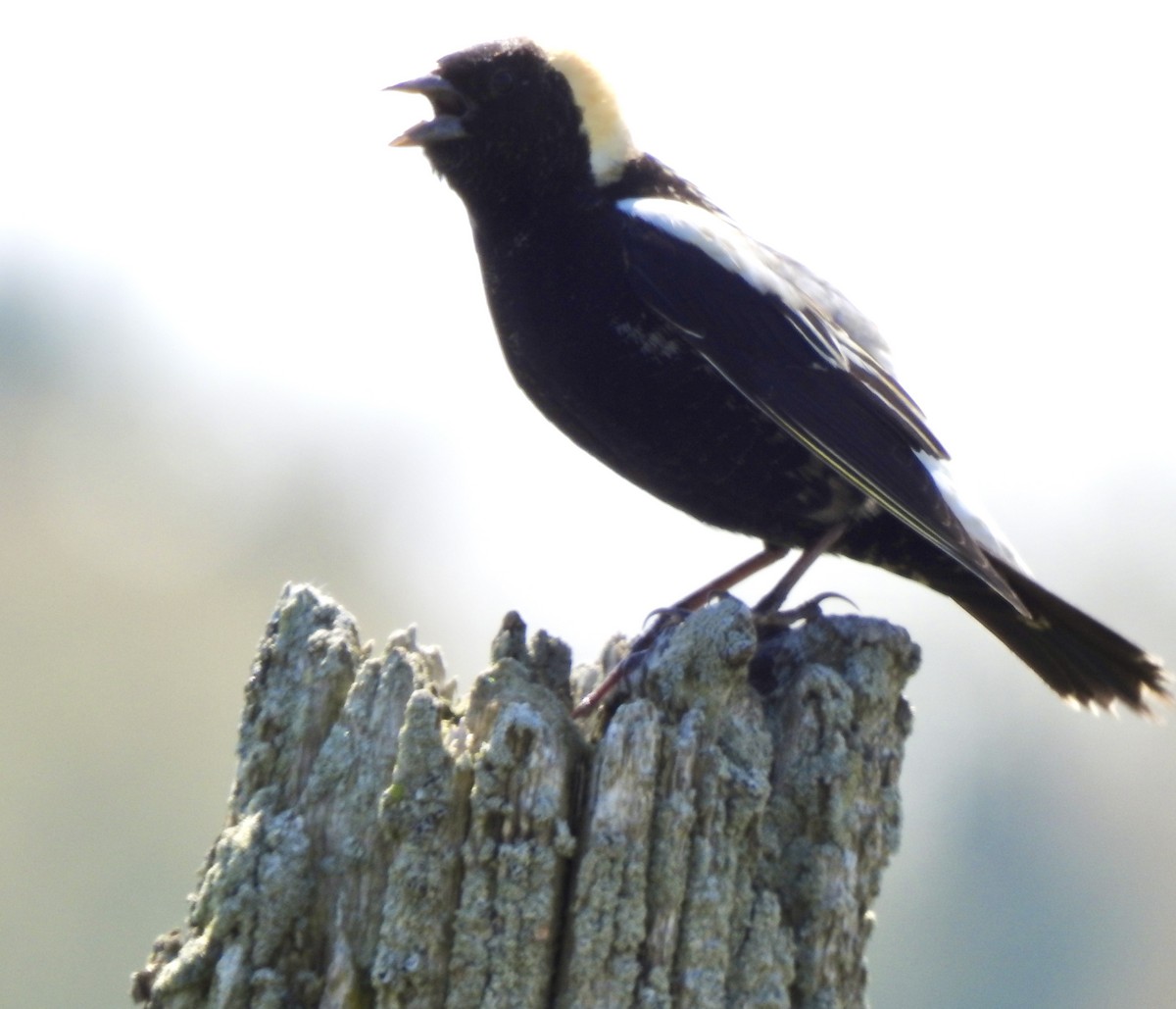 Bobolink - Laura Wilson