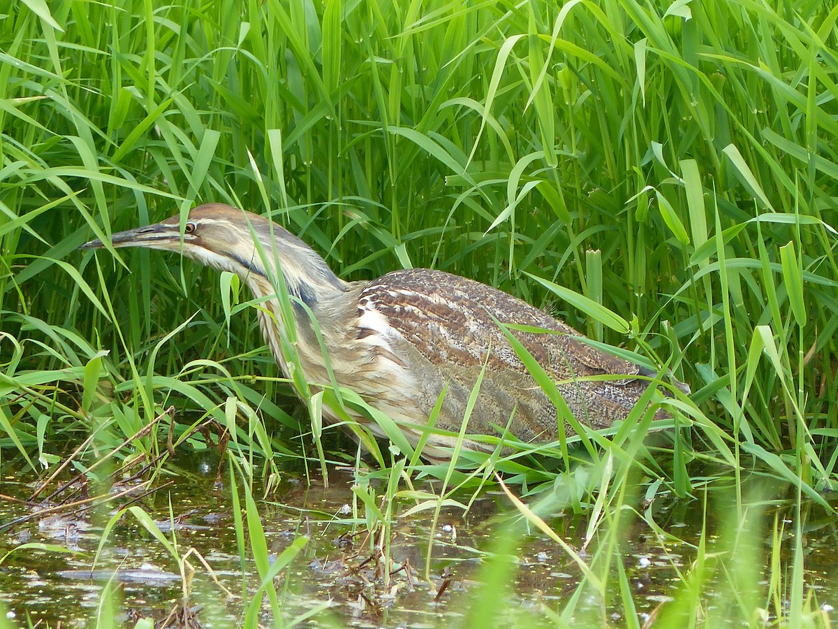 American Bittern - Liz Stewart