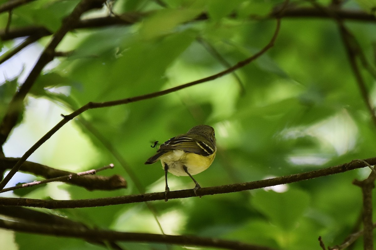 White-eyed Vireo - Amanda Davis