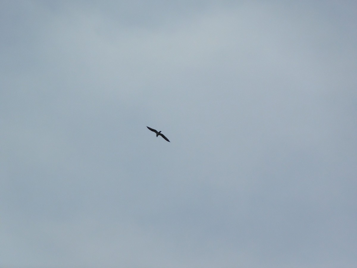 Osprey - Billy Falls