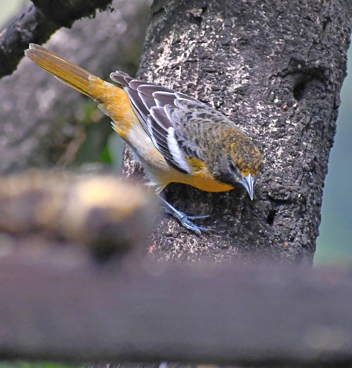 Baltimore Oriole - Edward Clark