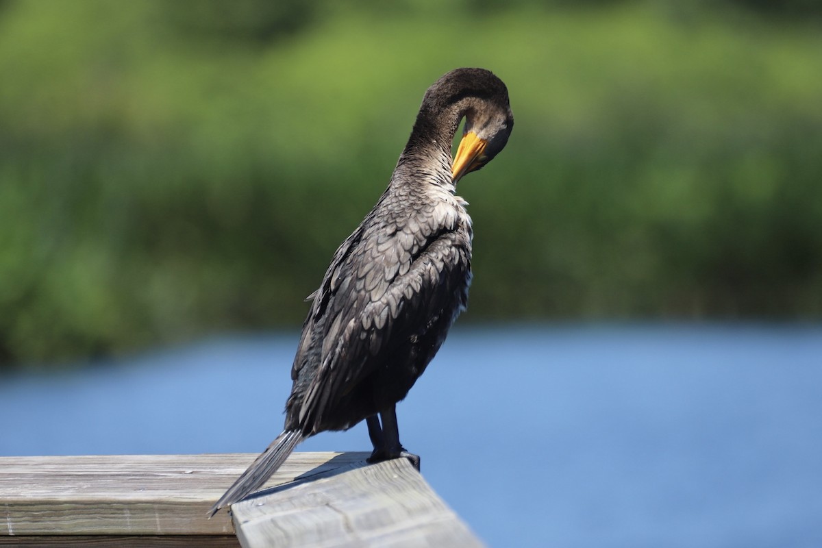 Double-crested Cormorant - Jacob Riggs