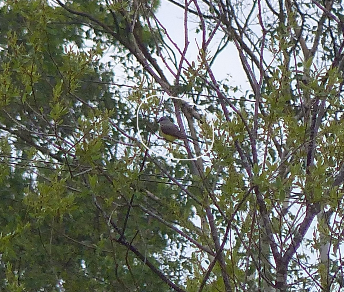 Western Kingbird - Liz Stewart