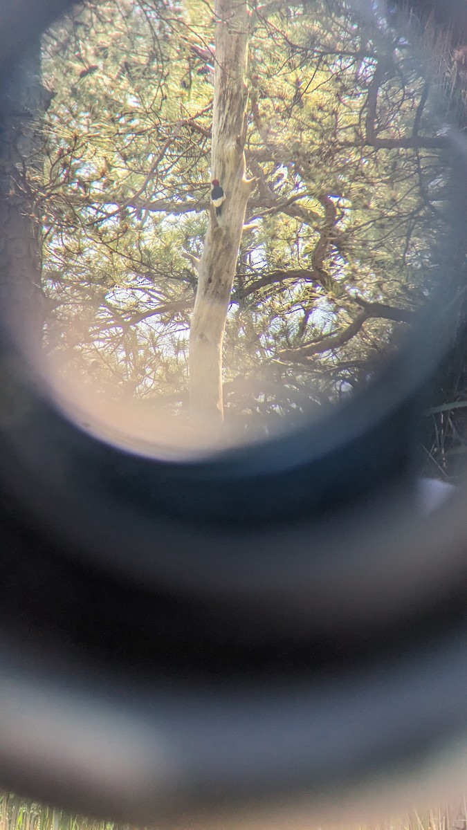 Red-headed Woodpecker - Larisa Prezioso