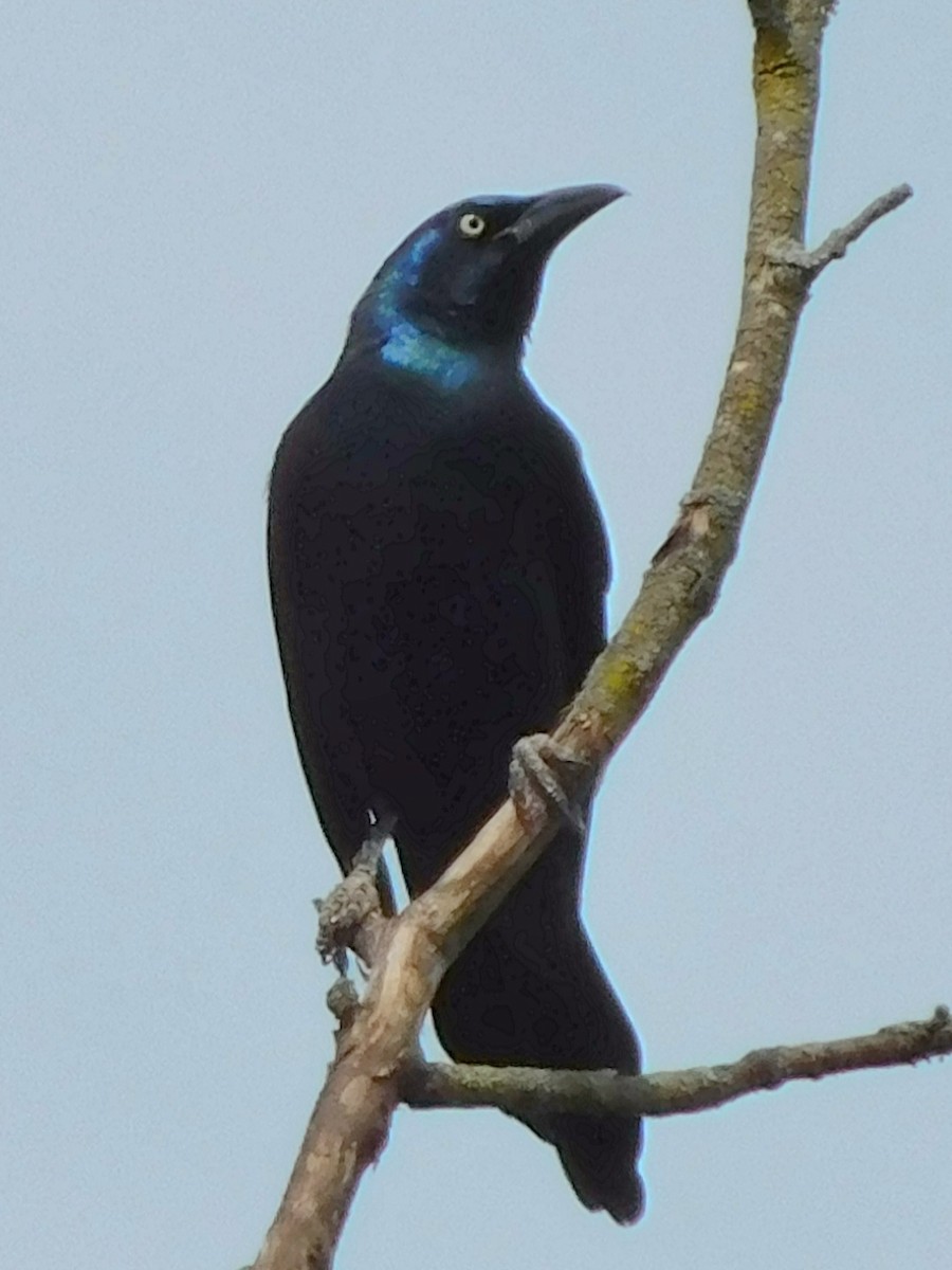 Common Grackle - Billy Falls