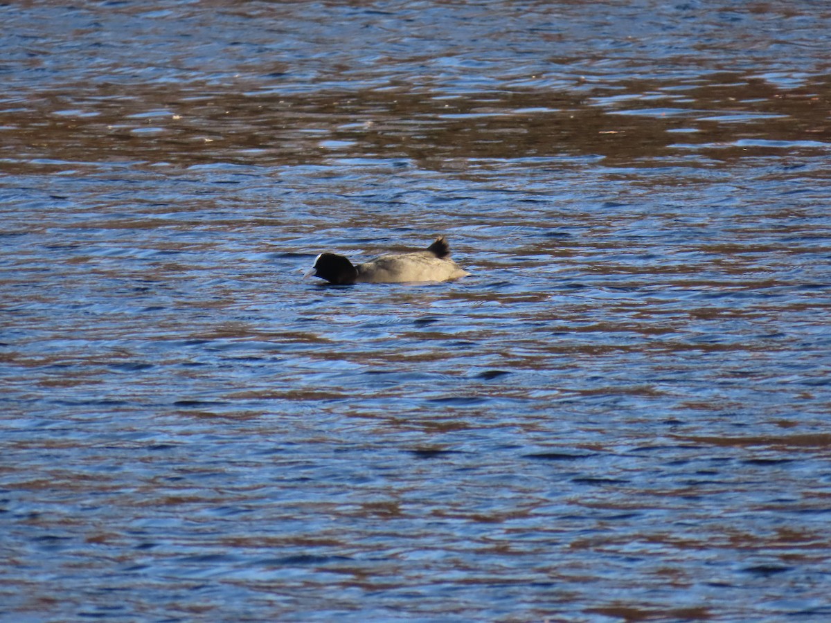 Eurasian Coot - Peter Leth