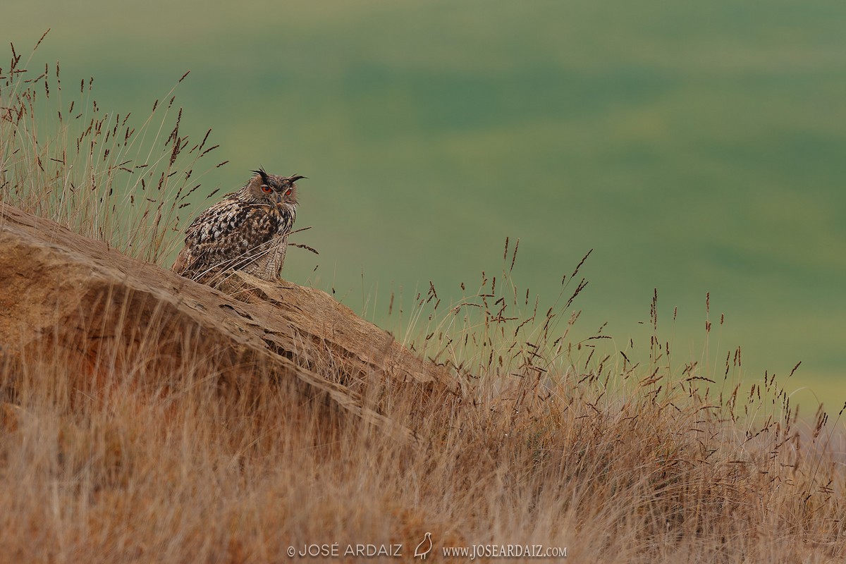 Eurasian Eagle-Owl - José Ardaiz Ganuza