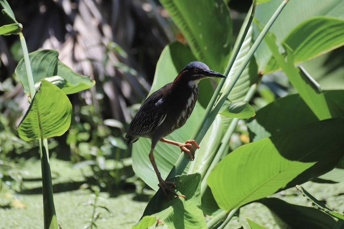 Green Heron - ML619496836