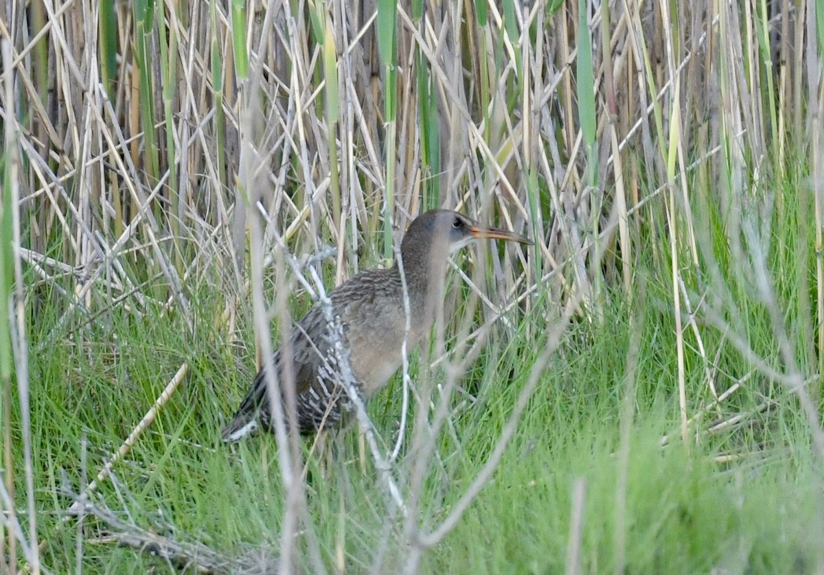 Clapper Rail - Christopher Veale