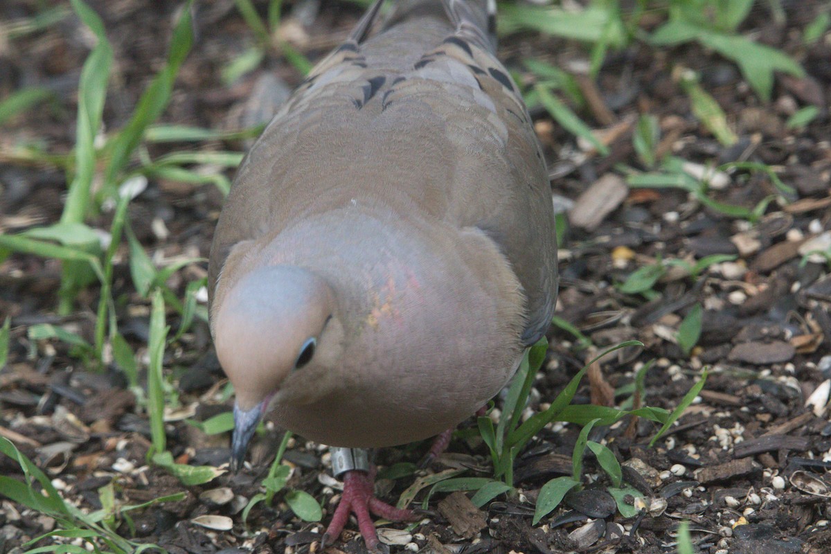 Mourning Dove - Gregory Tomb