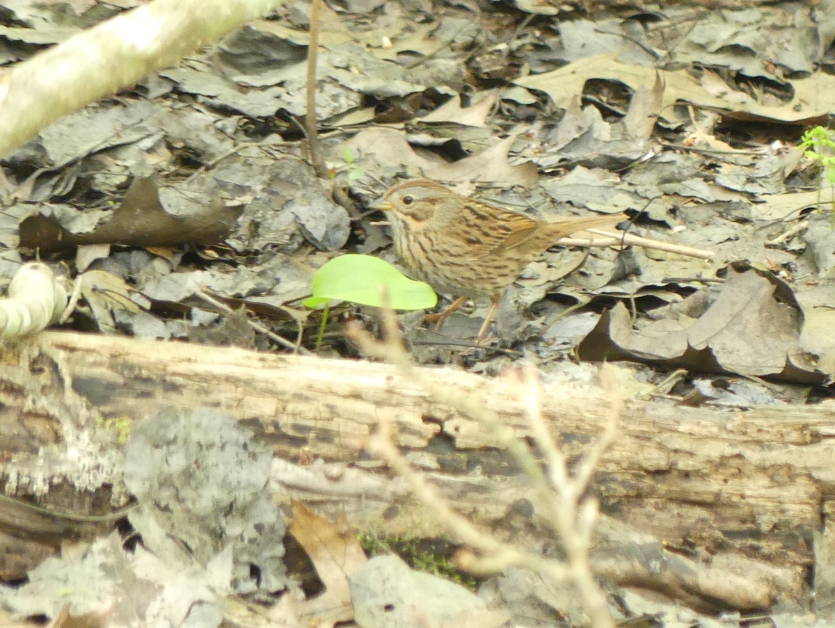 Lincoln's Sparrow - Jim Guion