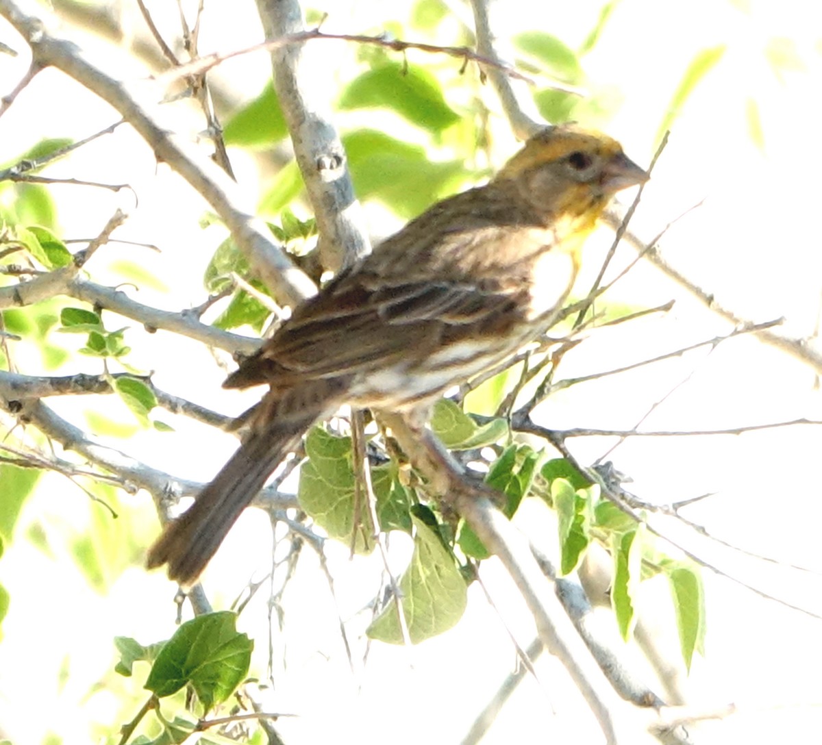 House Finch - Carolyn Ohl, cc