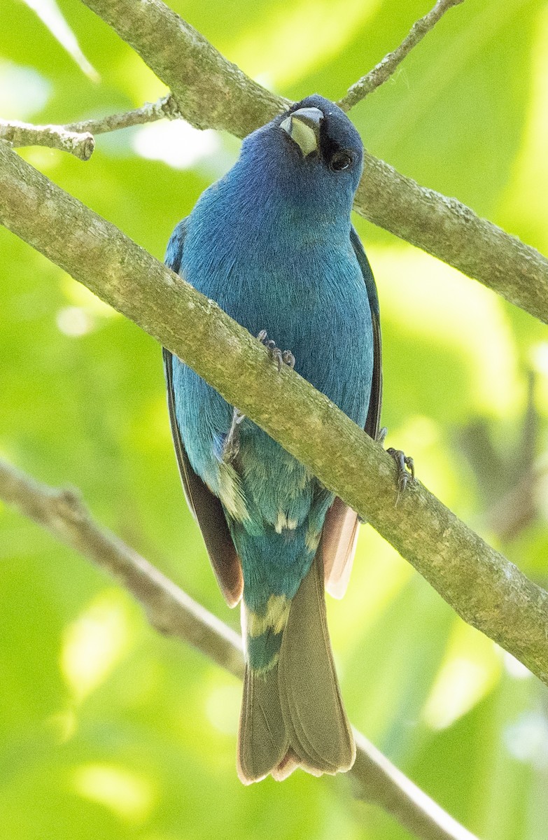 Indigo Bunting - Lynn Chapman