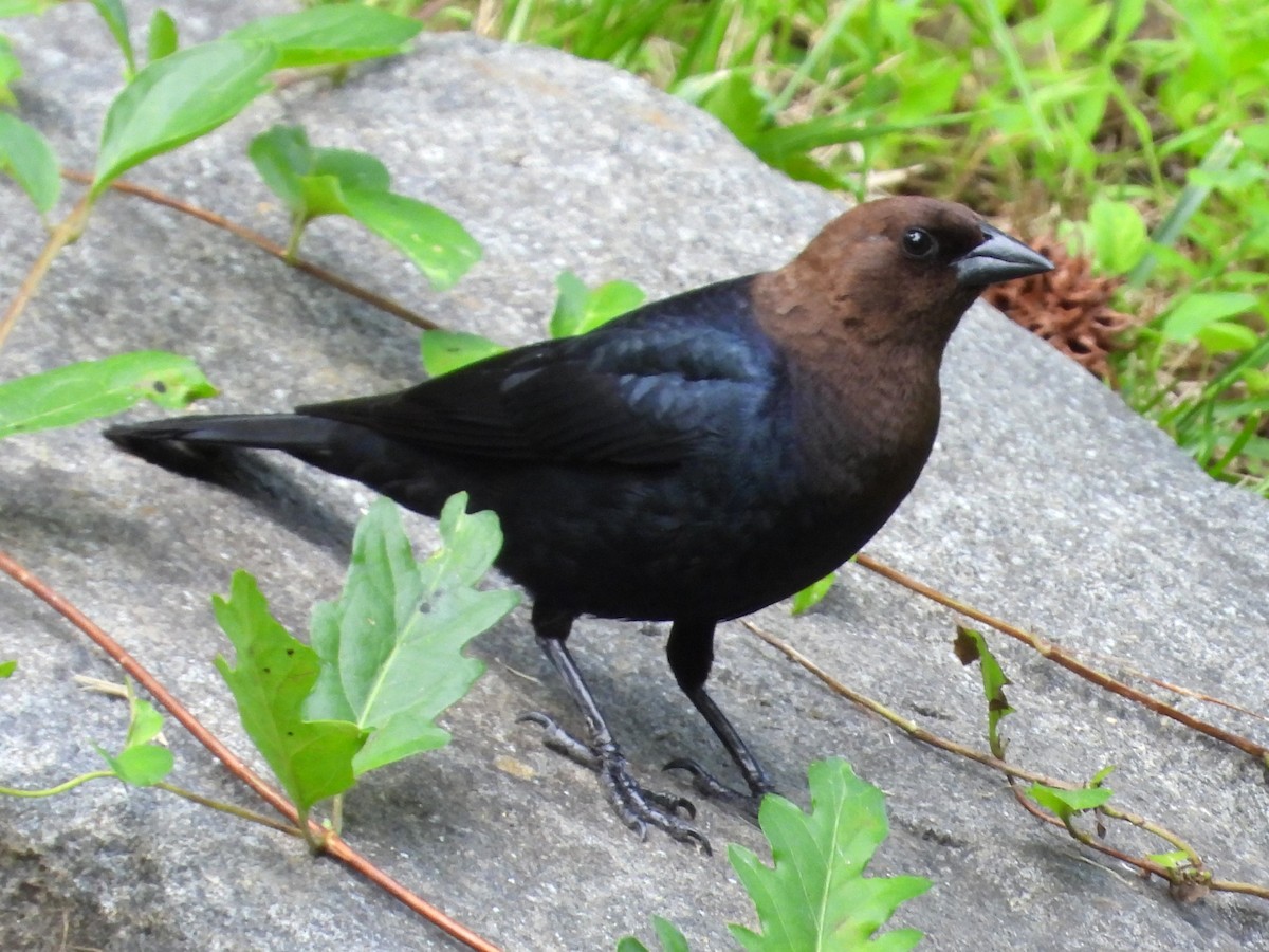 Brown-headed Cowbird - Mike Cianciosi