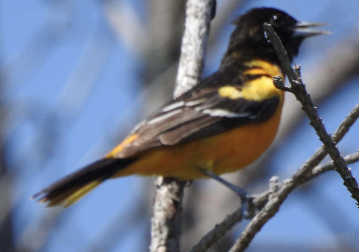 Orchard Oriole - Laura Wilson