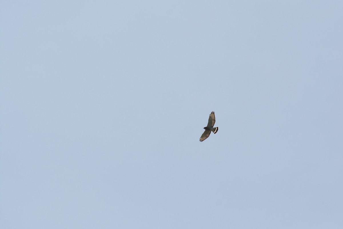 Broad-winged Hawk - Gabriel Levac