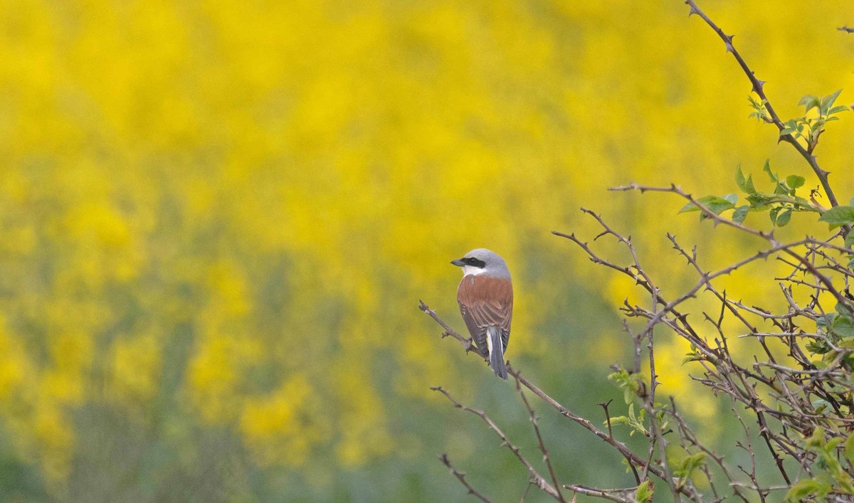 Red-backed Shrike - John Hewitt