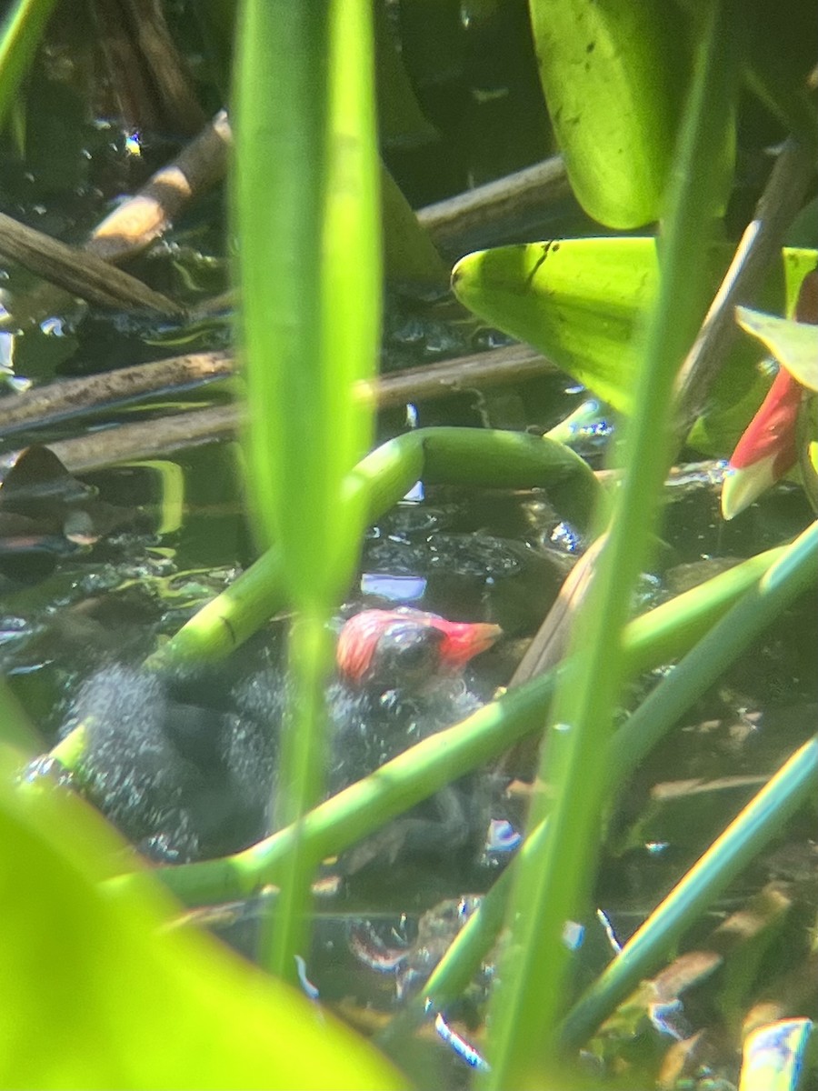 Common Gallinule - Jacob Riggs