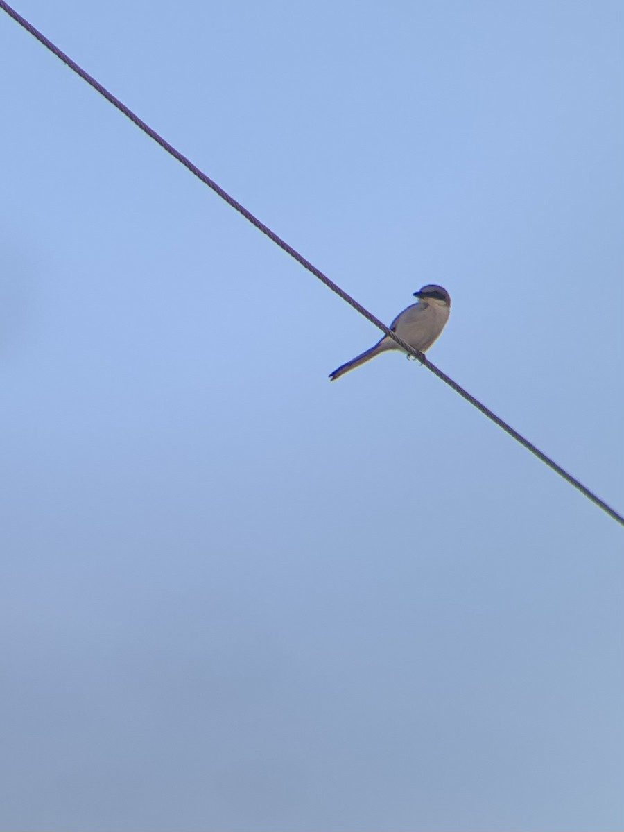 Loggerhead Shrike - Alex Trifunovic