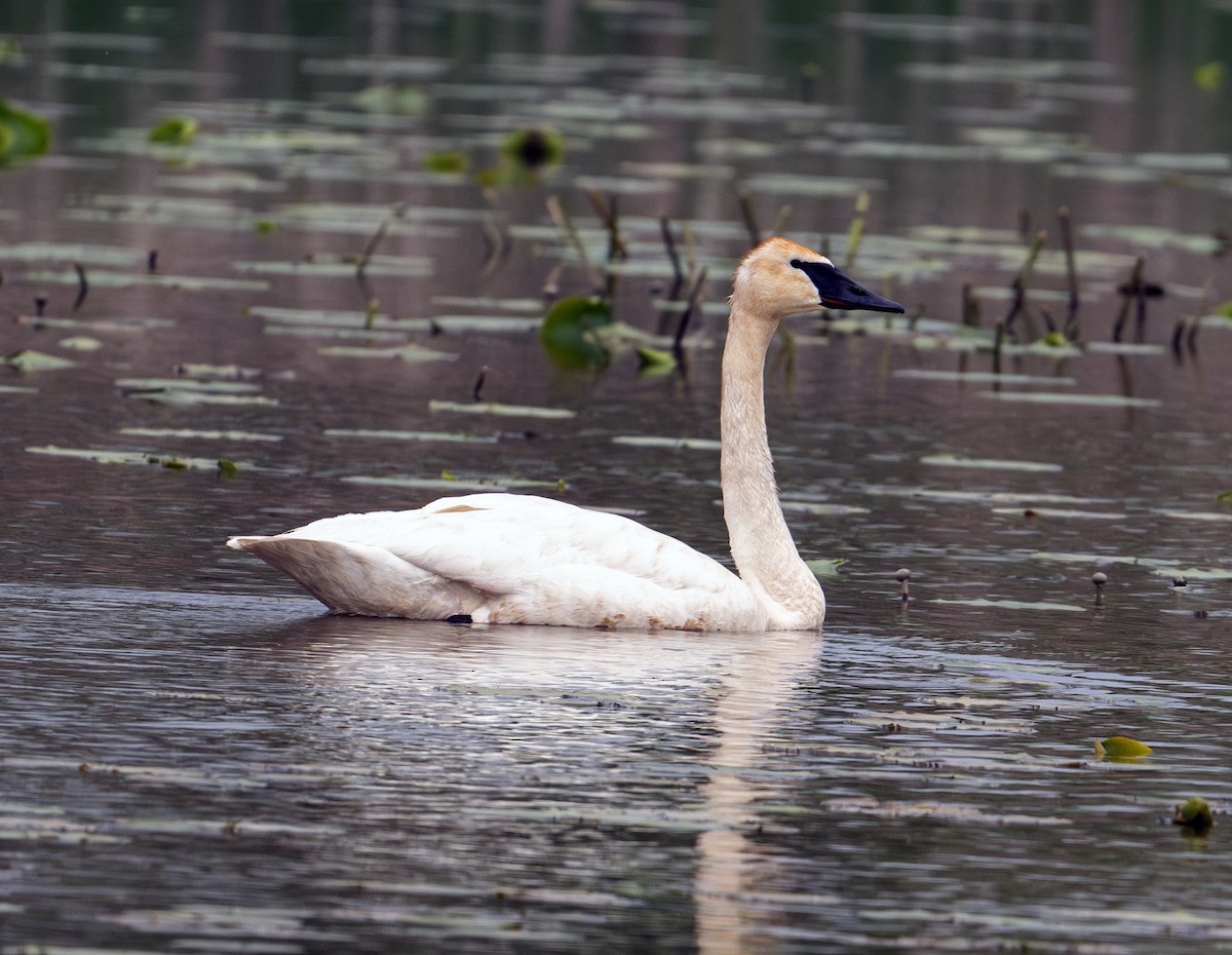 Trumpeter Swan - Greg Courtney