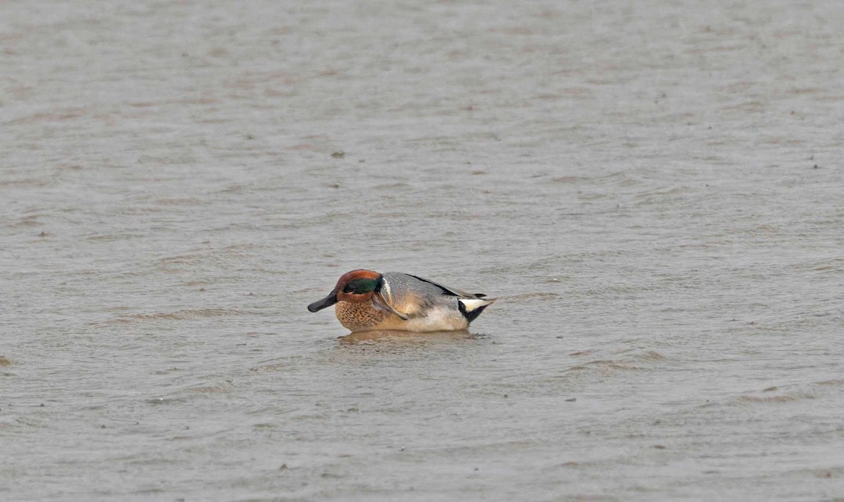 Green-winged Teal (American) - John Hewitt