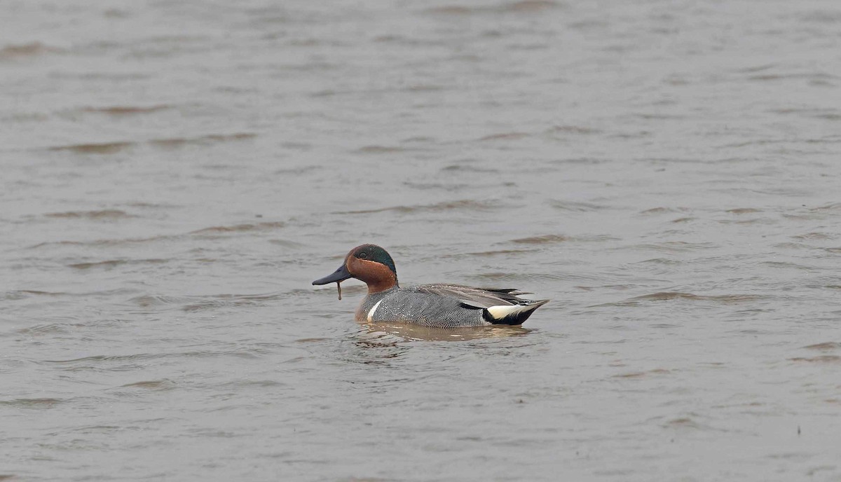 Green-winged Teal (American) - John Hewitt