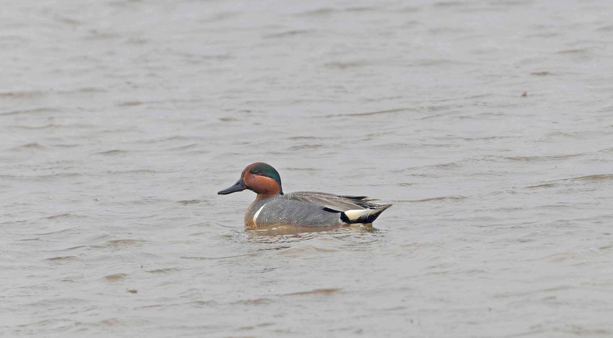 Green-winged Teal (American) - John Hewitt