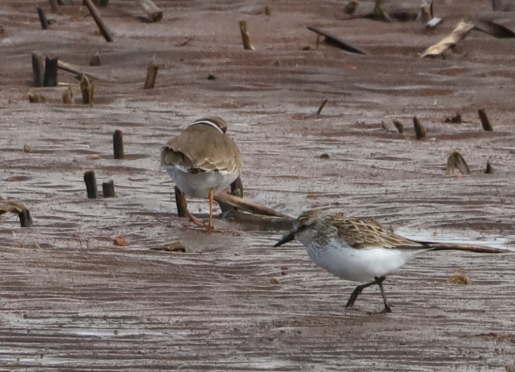 Semipalmated Sandpiper - ML619496877