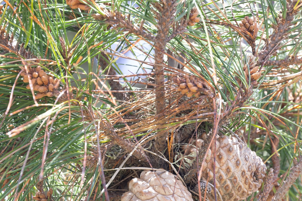 Pine Siskin - Alex Rinkert