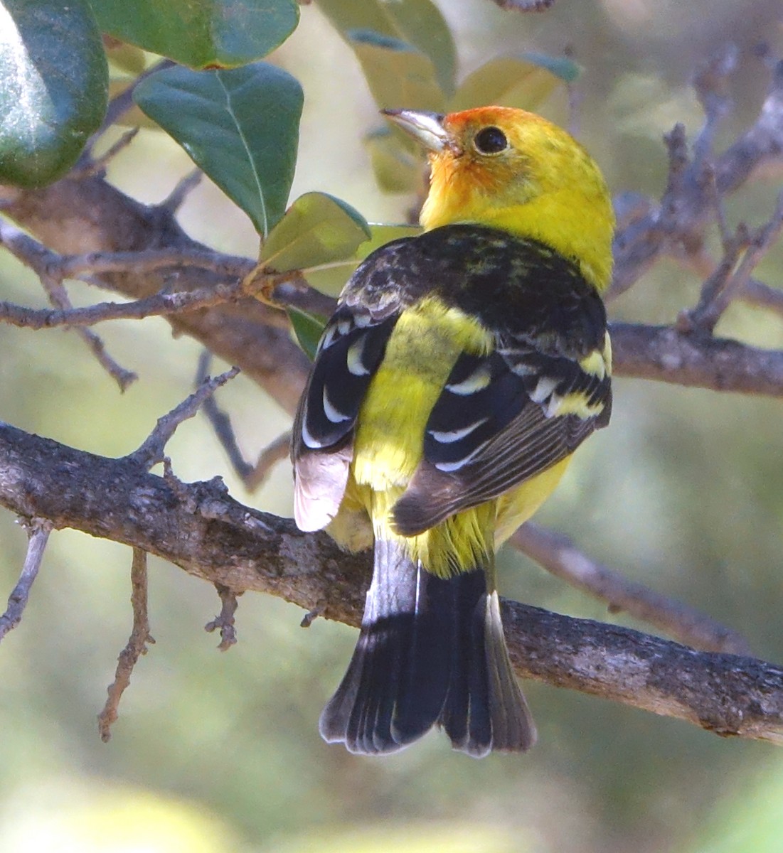 Western Tanager - Carolyn Ohl, cc