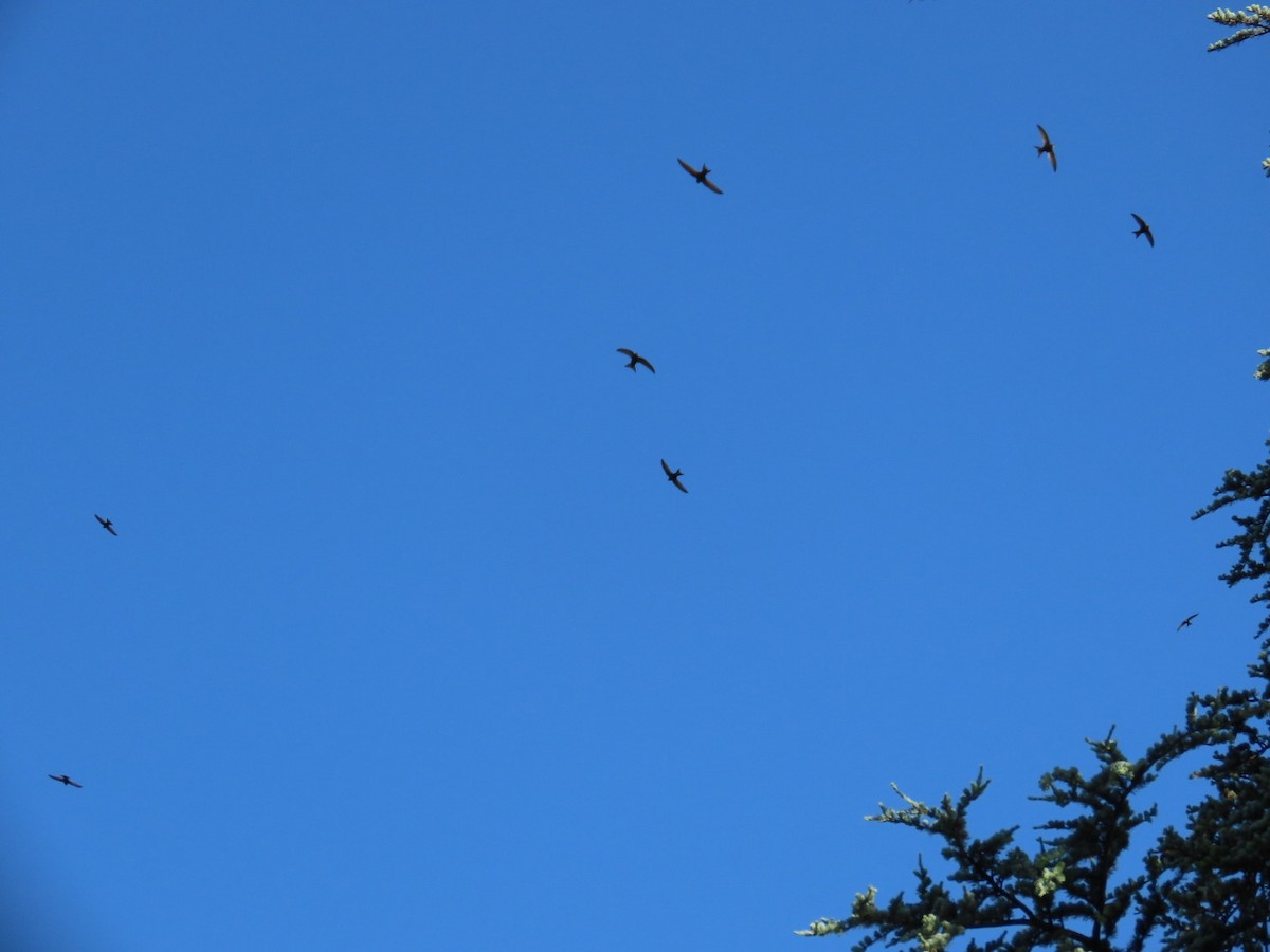 Common Swift - Concetta Goodrich