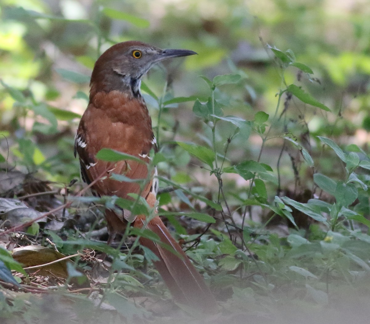 Brown Thrasher - ML619496900