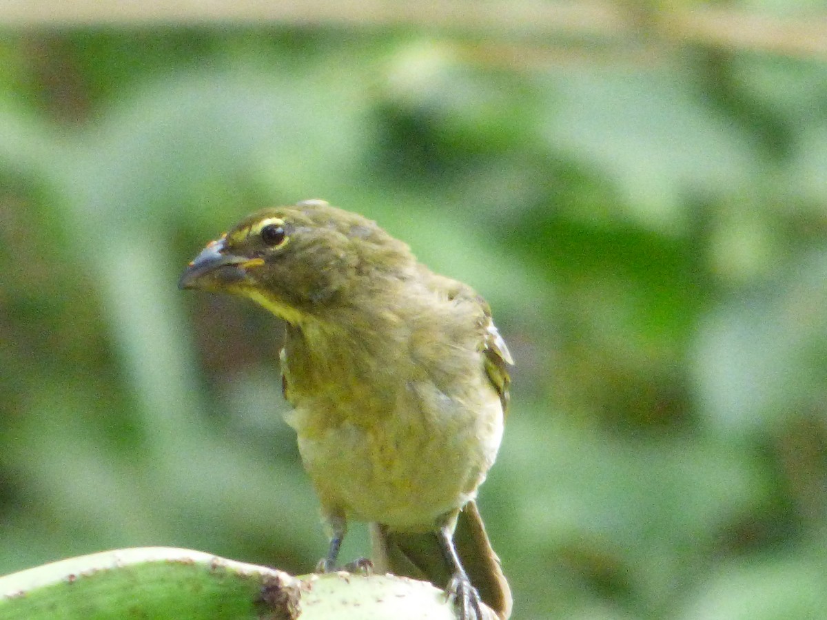 Streaked Saltator - Abel Atehortua